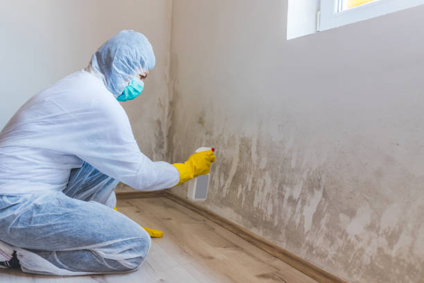 Professional mold removal team in Todd